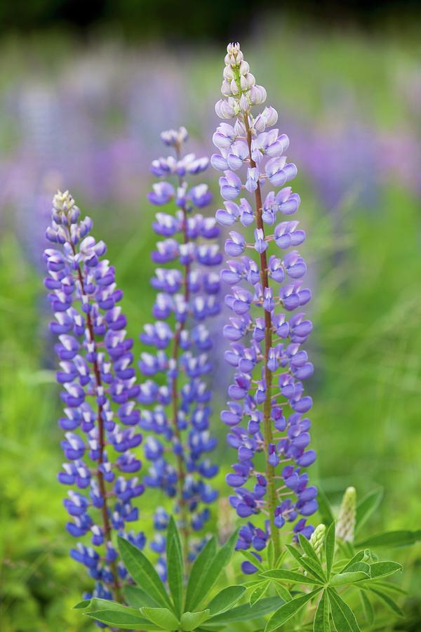 Purple Lupins Photograph by Yelena Strokin - Fine Art America