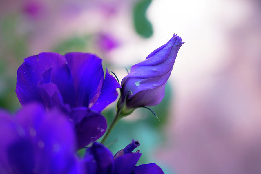 Nature Photograph - Purple by Melisa Elliott
