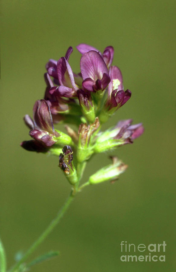 Purple Milk Vetch Astralagus Danicus Photograph By Chris Martin Bahr