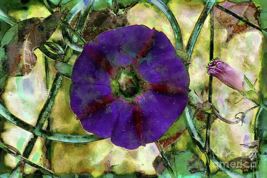 Purple Morning Glory by Jolanta Anna Karolska Purple Morning Glory by Jolanta Anna Karolska