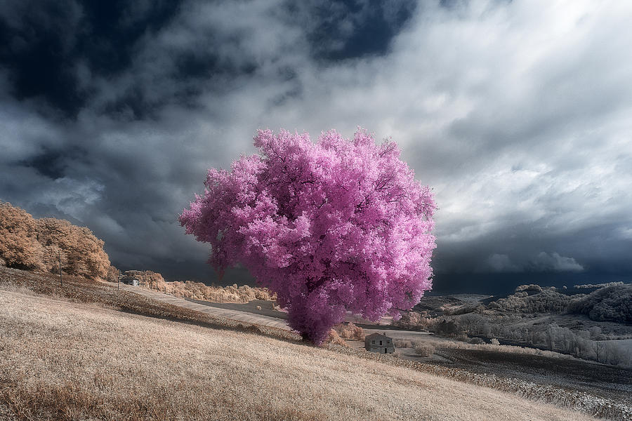 Tree Photograph - Purple Oak by Filippo Manini