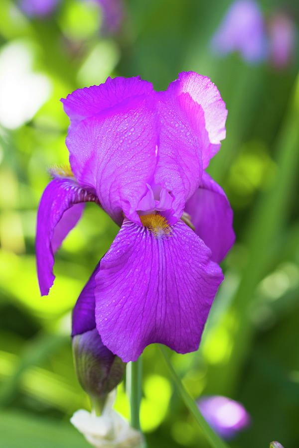 Purple Old Time Tall Bearded Iris Blossom Photograph by Kathy Clark