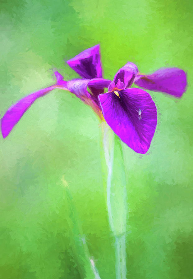 Purple on Green Louisiana Iris Photograph by Kathy Clark