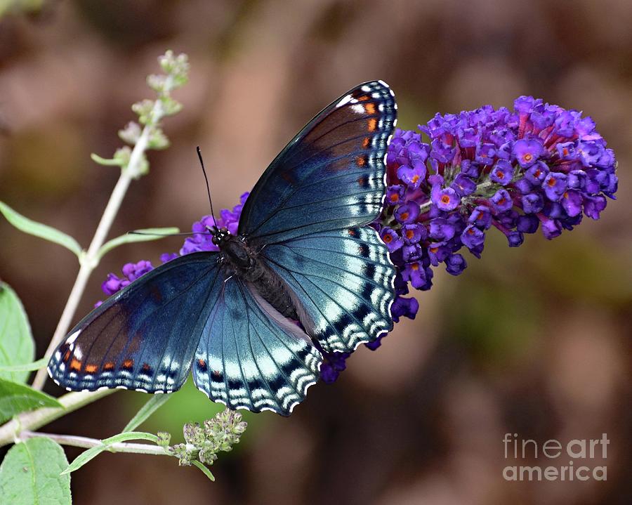 Purple On Purple - Red-spotted Purple Butterfly Photograph by Cindy Treger
