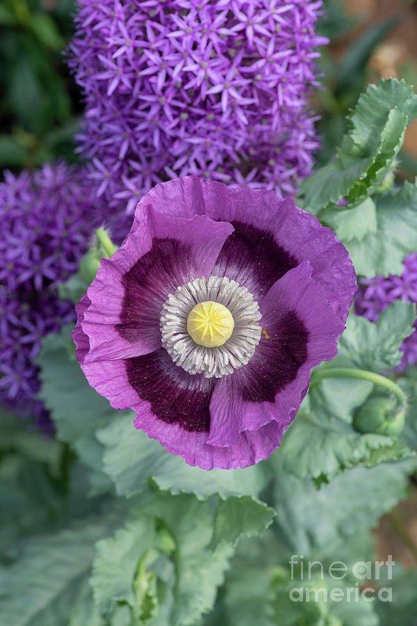 Poppy Photograph - Purple Opium Poppy by Tim Gainey