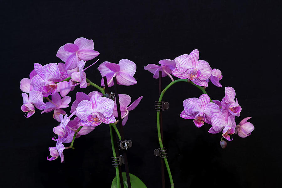 Purple Orchid #1 Photograph by Thomas Whitehurst