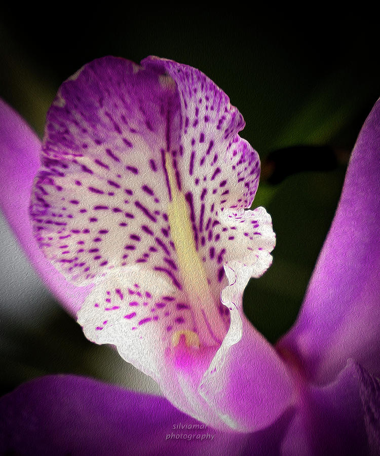 Purple orchid 2 Digital Art by Silvia Marcoschamer