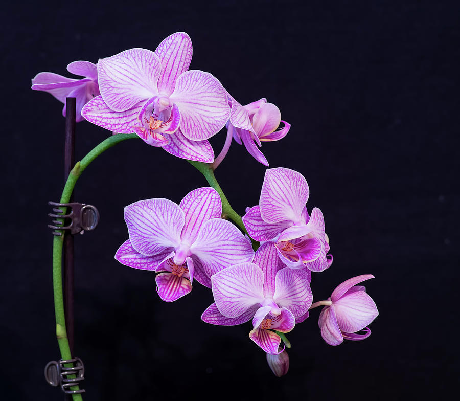 Purple Orchid #2 Photograph by Thomas Whitehurst