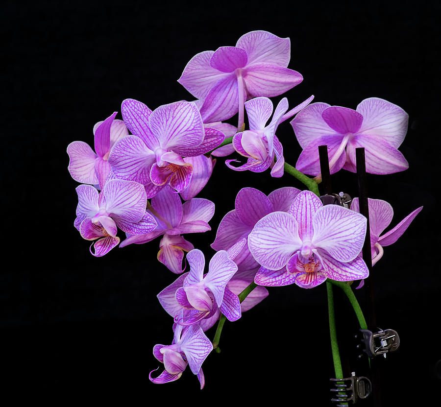 Purple Orchid #3 Photograph by Thomas Whitehurst