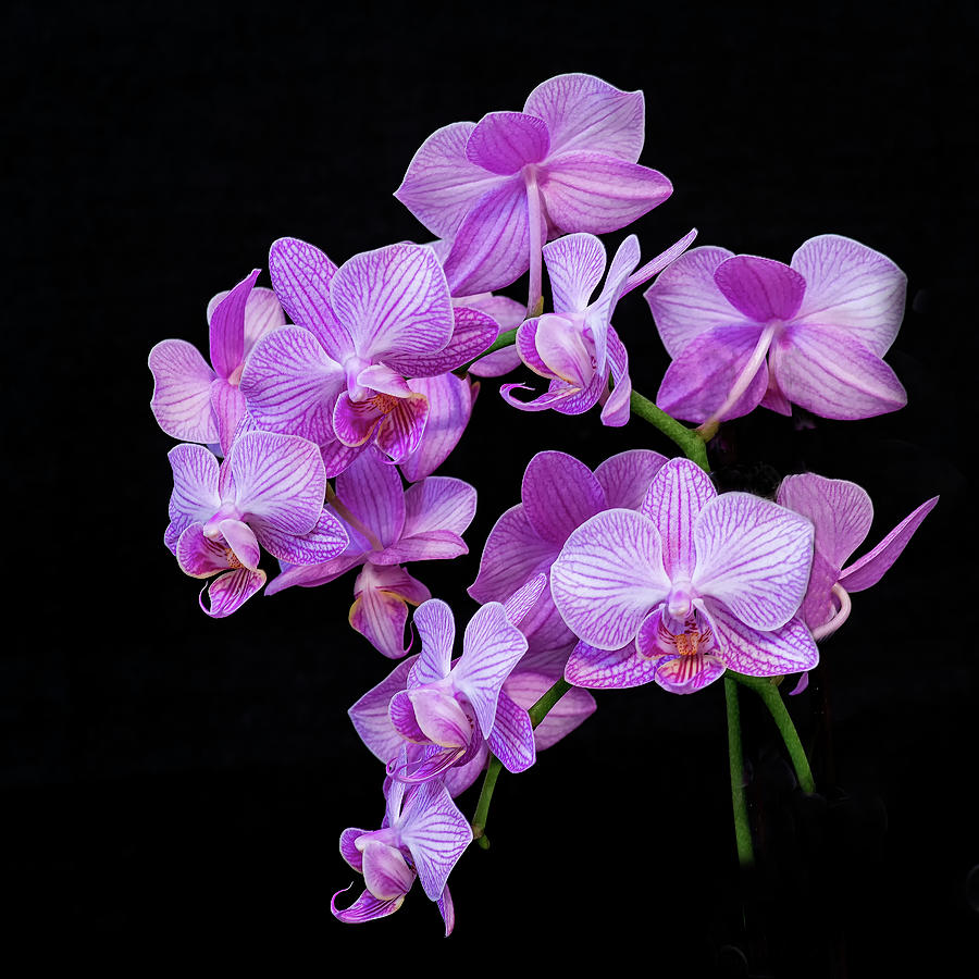 Purple Orchid #3A Photograph by Thomas Whitehurst