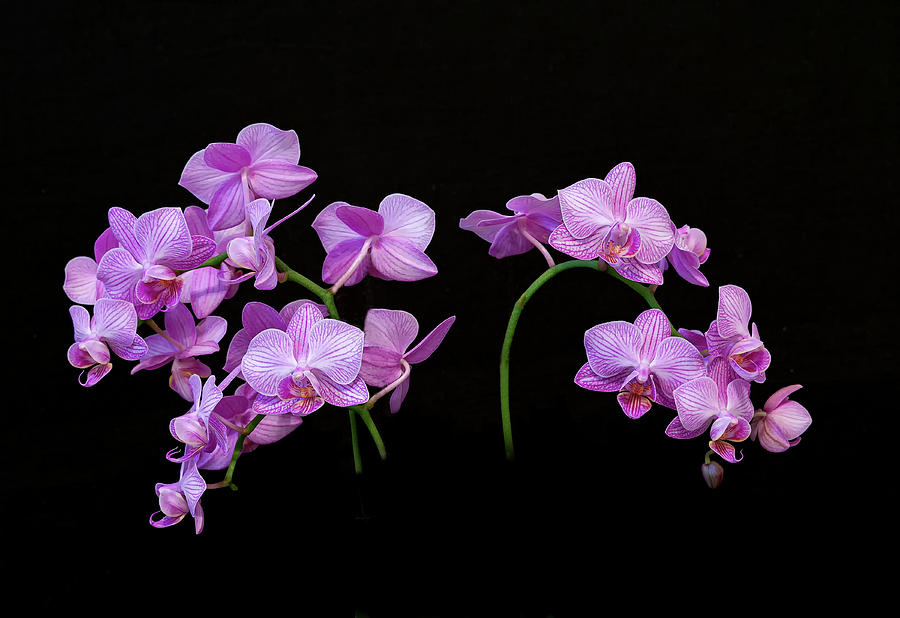 Purple Orchid #4A Photograph by Thomas Whitehurst