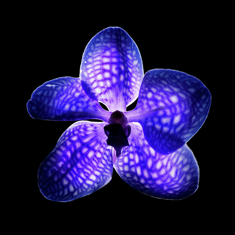 Purple Orchid Closeup Photograph by Stilllifephotographer