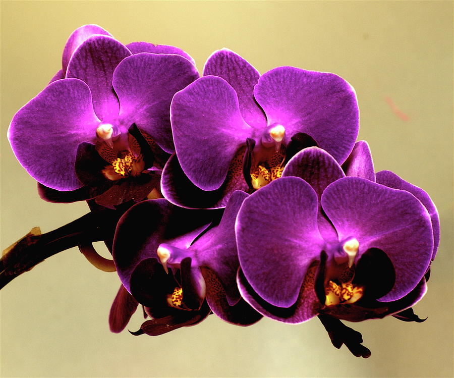 Neon Orchids -Felicitations Art  Painting, Art, Photographic art