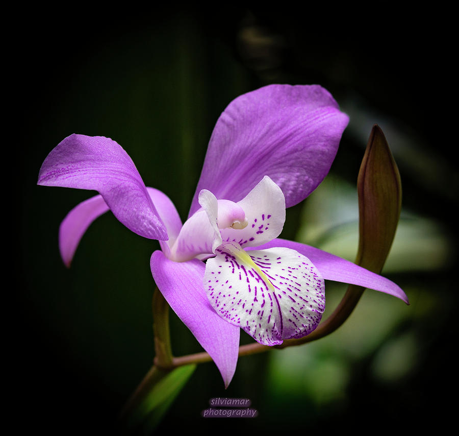 Purple Orchid Photograph by Silvia Marcoschamer