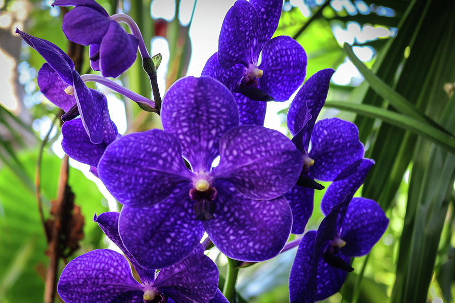 Purple Orchids Photograph by Christine Campos - Fine Art America