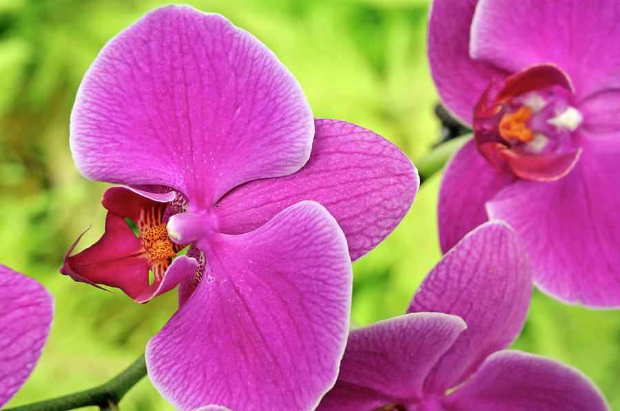 Purple Orchids, Close-up Photograph by Sami Sarkis
