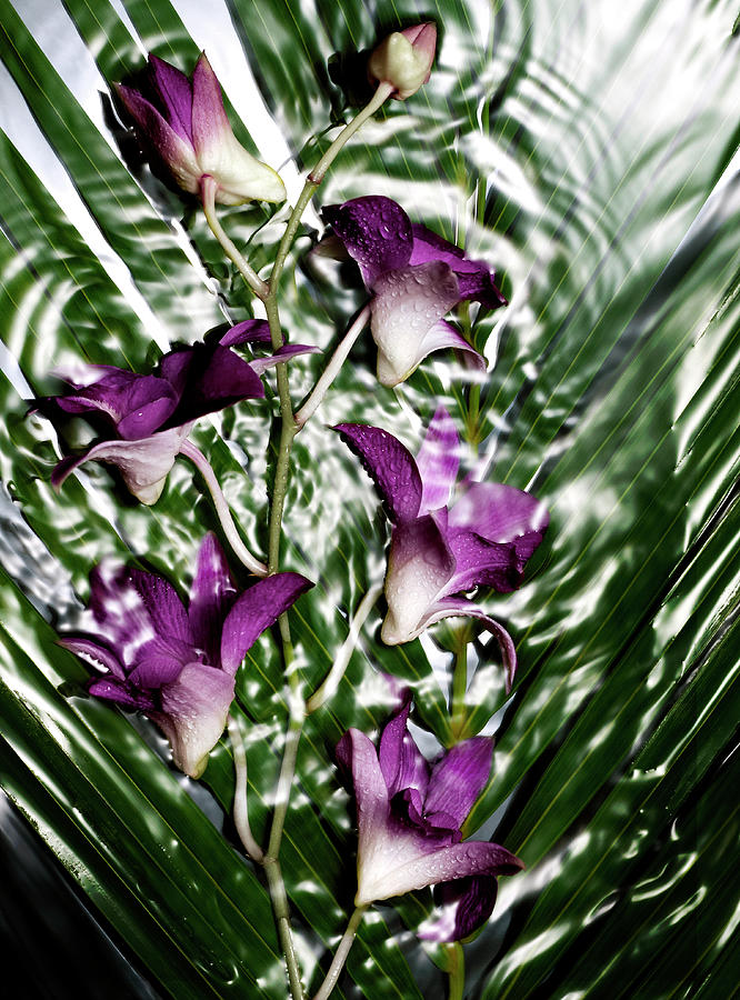 Purple Orchids Dendrobium Kingianum On Photograph by Jaime Chard