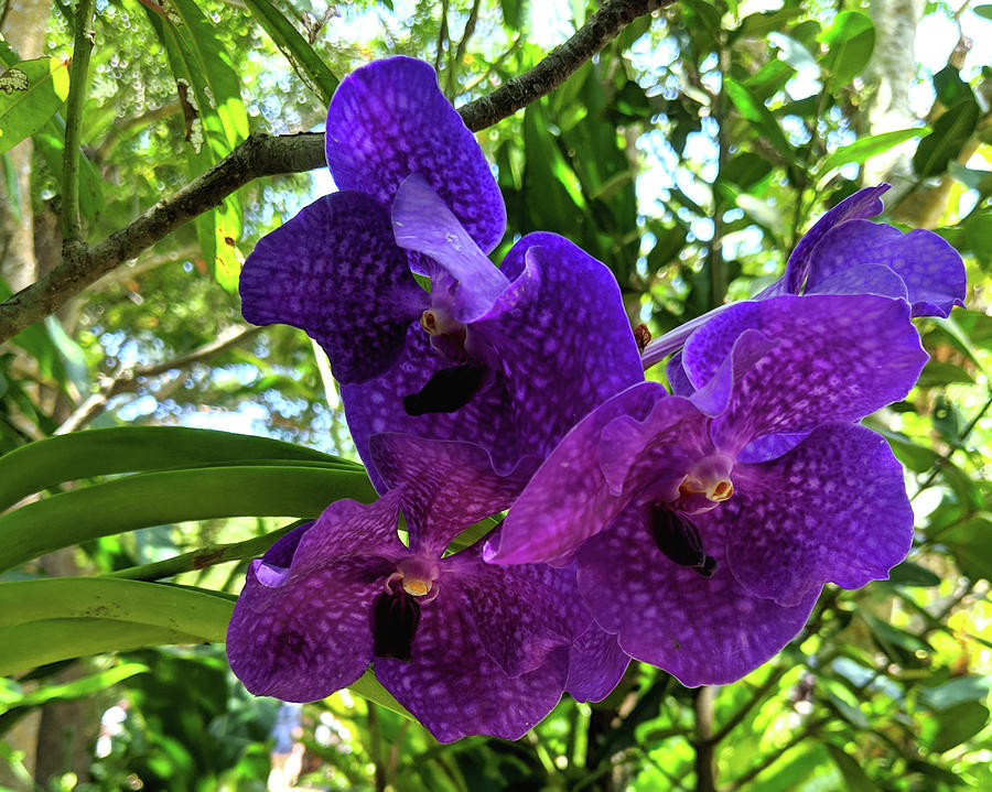 Purple Orchids Photograph by Eric Hafner