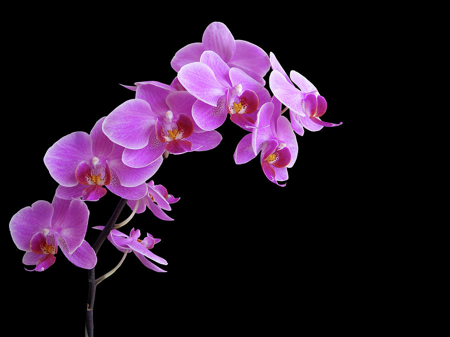Purple Orchids On Black Photograph by Photographerolympus