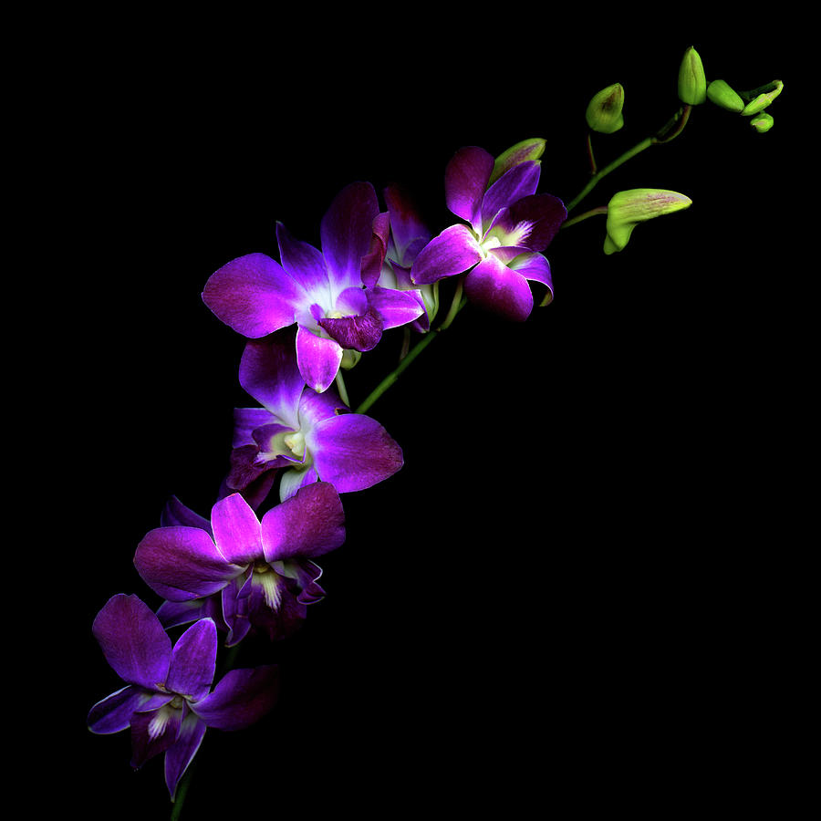 Purple Orchids Photograph by Photograph By Magda Indigo