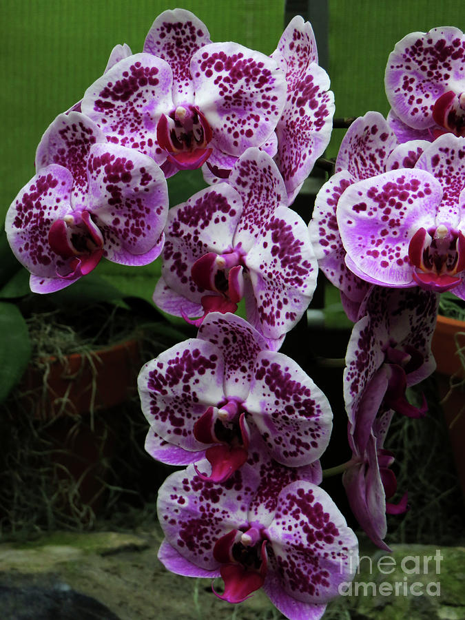 purple orchid types
