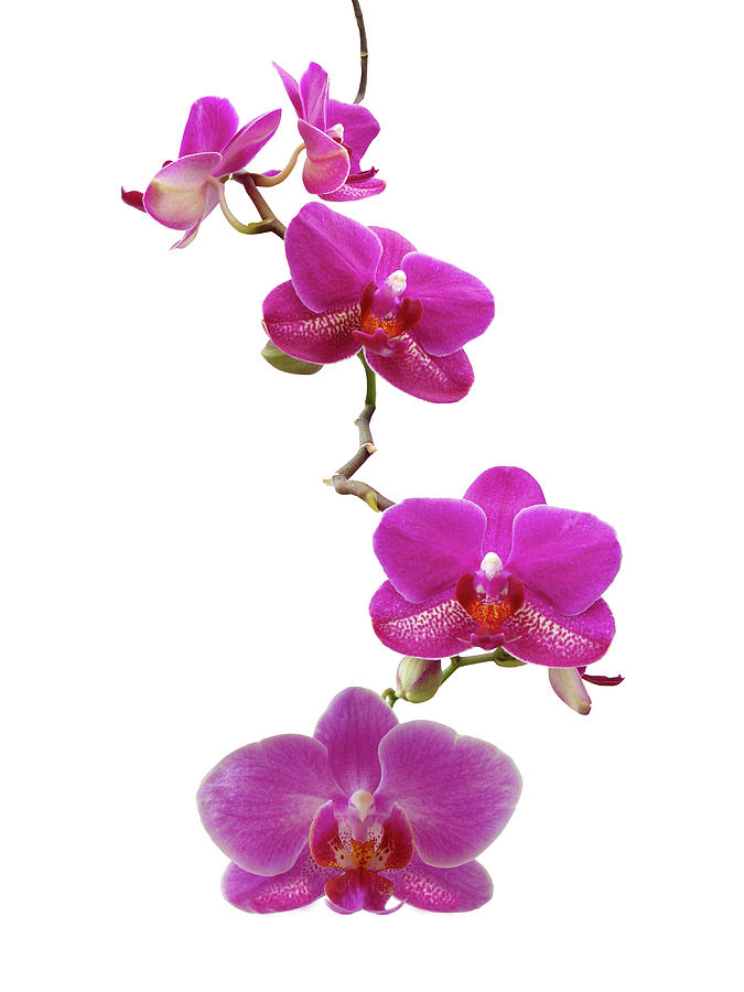 Purple Orchids Xl Photograph by Photographerolympus