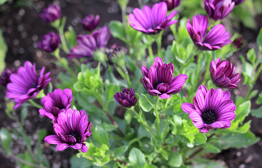 Purple Osteospermum Photograph by Mary Kauffman - Fine Art America