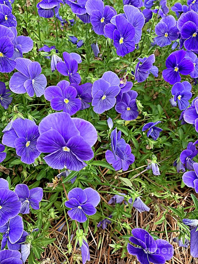 Purple Pansies Photograph