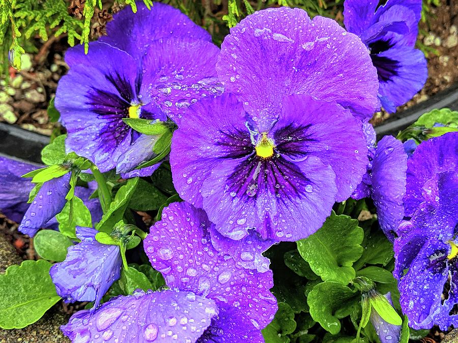 Purple Pansies Photograph by Peggy McCormick