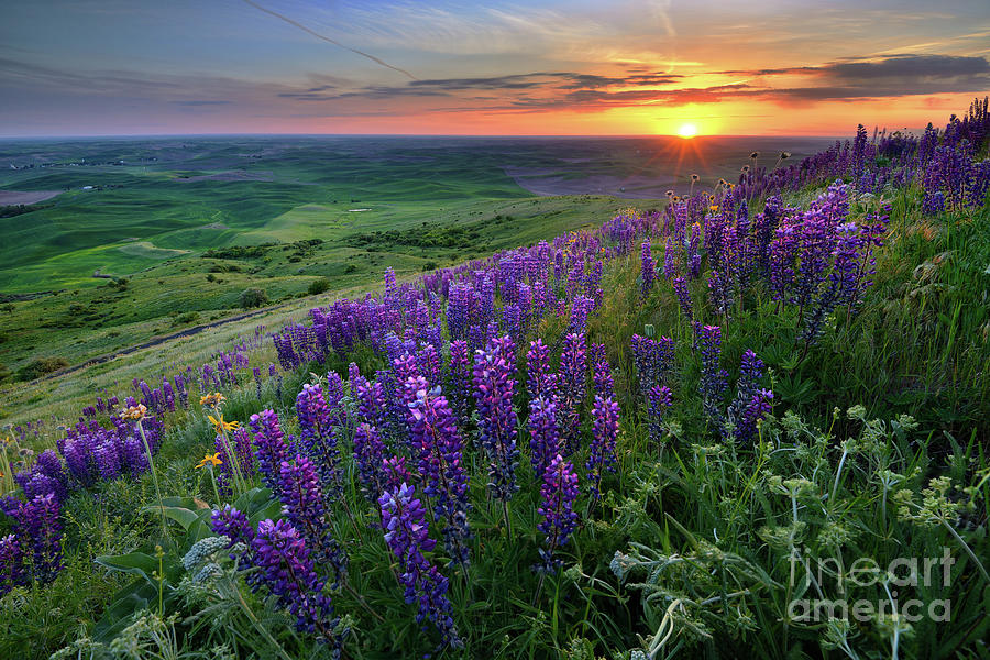 Purple Lupine Wildflowers at Sunset in the Palouse Photograph by Tom Schwabel