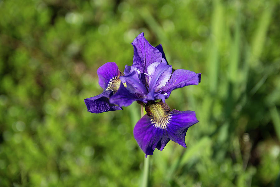 Purple Park Iris Photograph by Tom Cochran