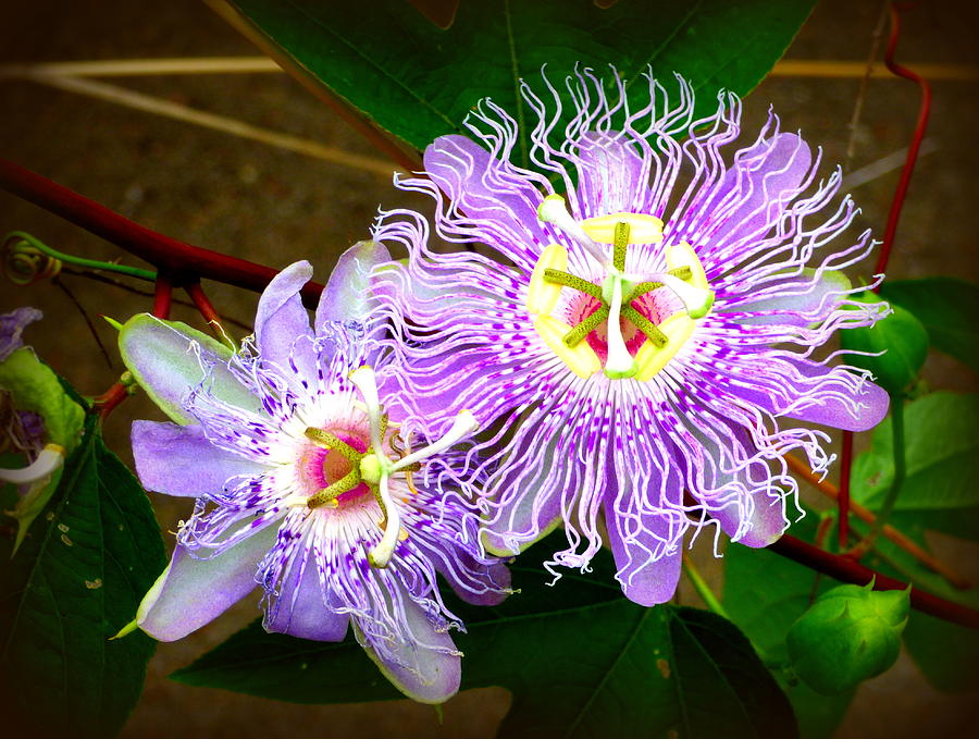 Purple Passion Flowers Photograph by Teresa Stallings Fine Art America
