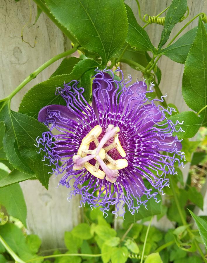 Purple Passionflower Photograph by Portia Olaughlin