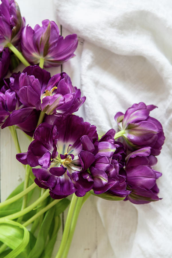 purple Peony Tulips Photograph by Catja Vedder