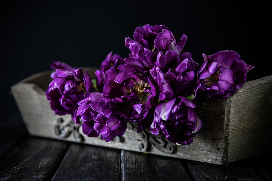 purple Peony Tulips In Wooden Box Photograph by Catja Vedder