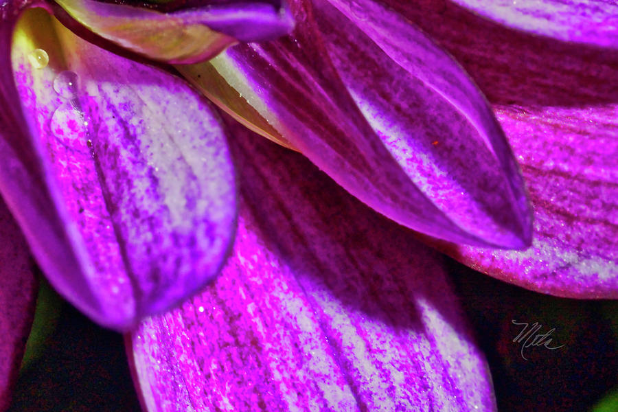 Purple Petals Photograph by Meta Gatschenberger