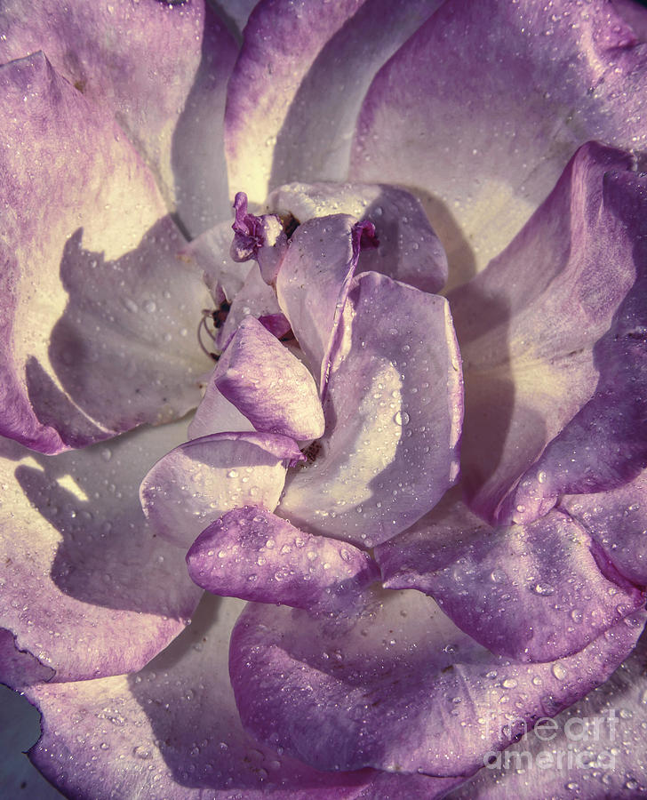 Purple Petals Photograph by Stefano Senise