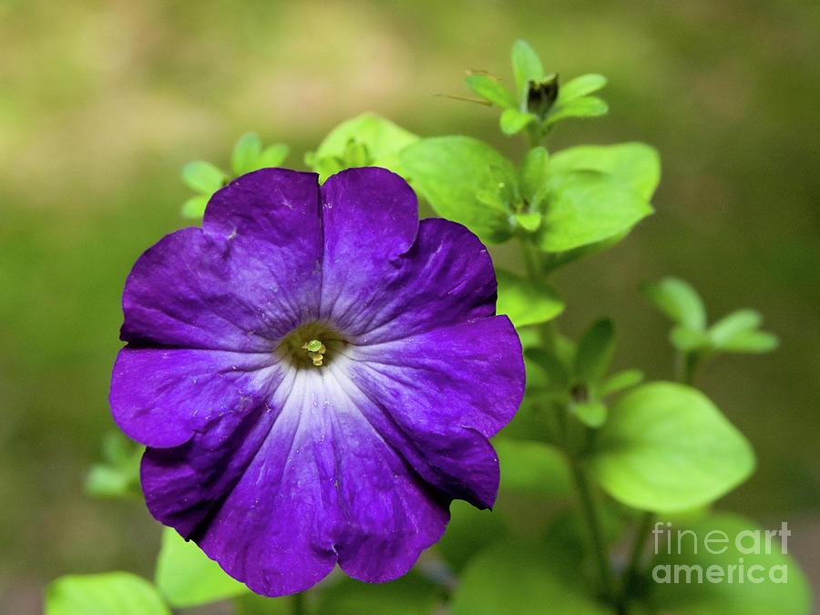 Purple Petunia  Photograph by Dorothy Lee