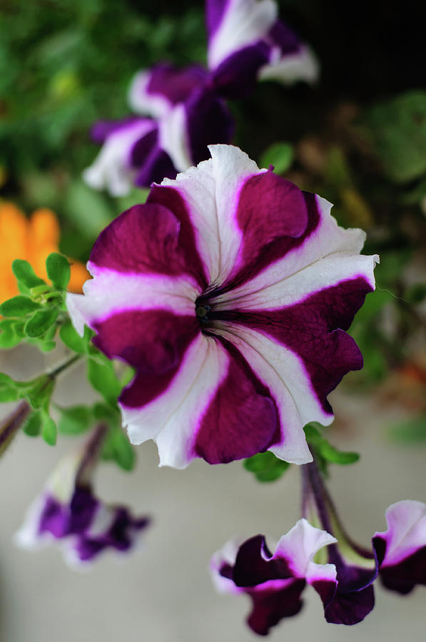Purple Petunia Pinwheel by Tikvah's Hope Purple Petunia Pinwheel by Tikvah's Hope
