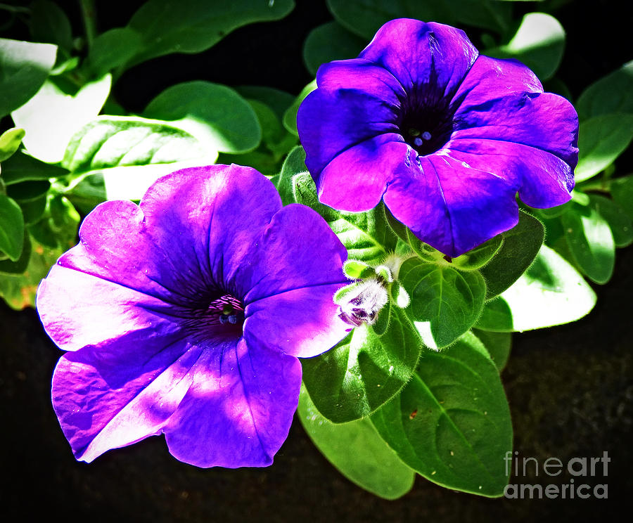 Purple Petunias by Trudee Hunter Purple Petunias by Trudee Hunter