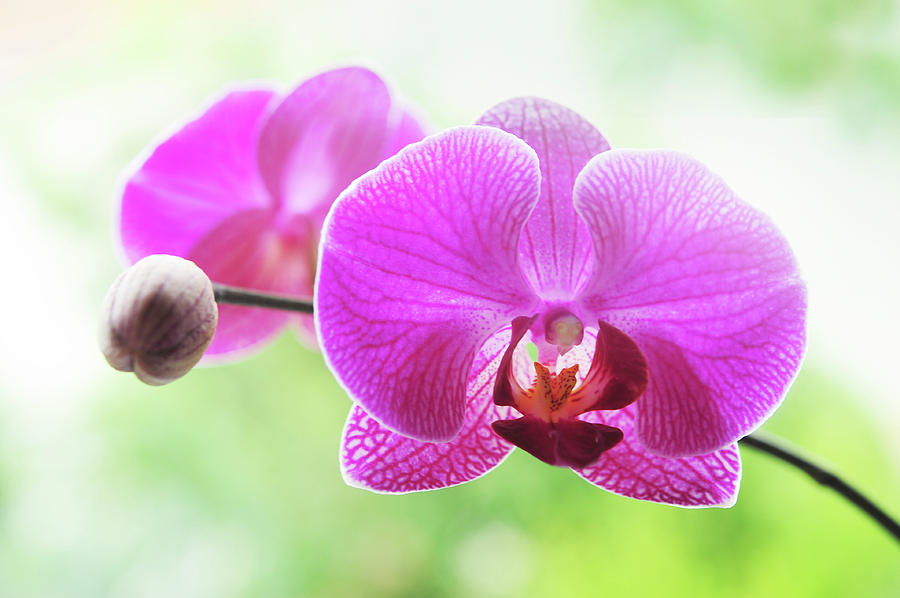 Purple Phalaenopsis Orchid Photograph by Jenny Rainbow - Fine Art America