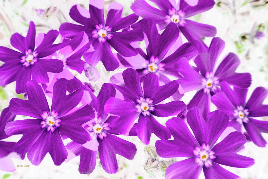 Up Movie Photograph - Purple Phlox Flowers by Christina Rollo