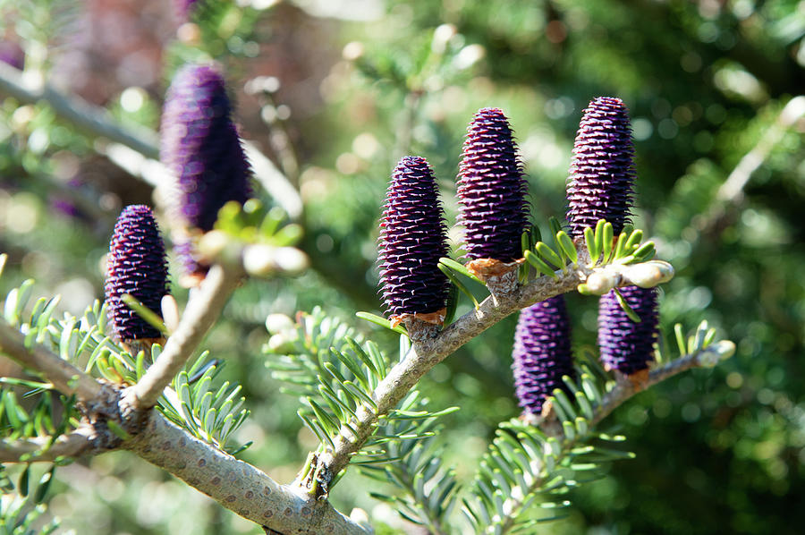 Purple Pine Cones Photograph by Helen Jackson