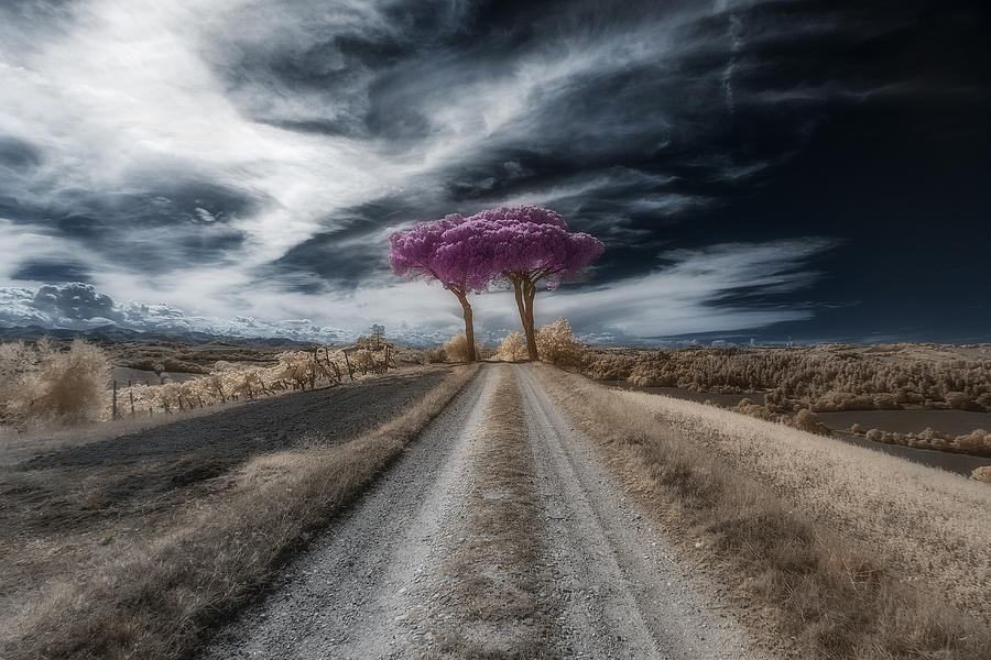 Purple Pines Photograph by Filippo Manini