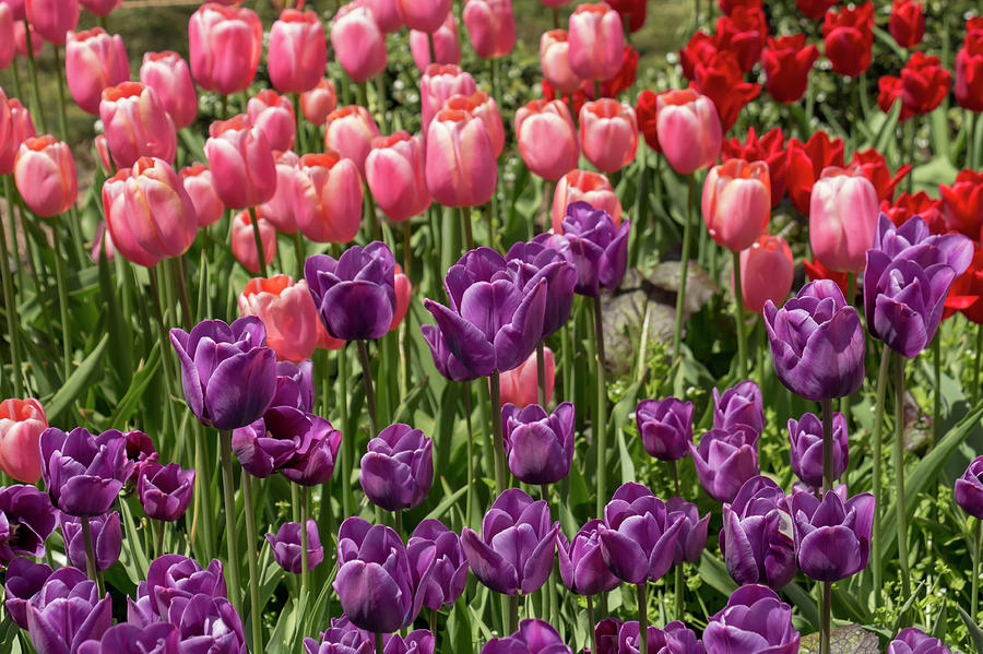 Purple, Pink, and Red Tulips Photograph by Dawn Cavalieri
