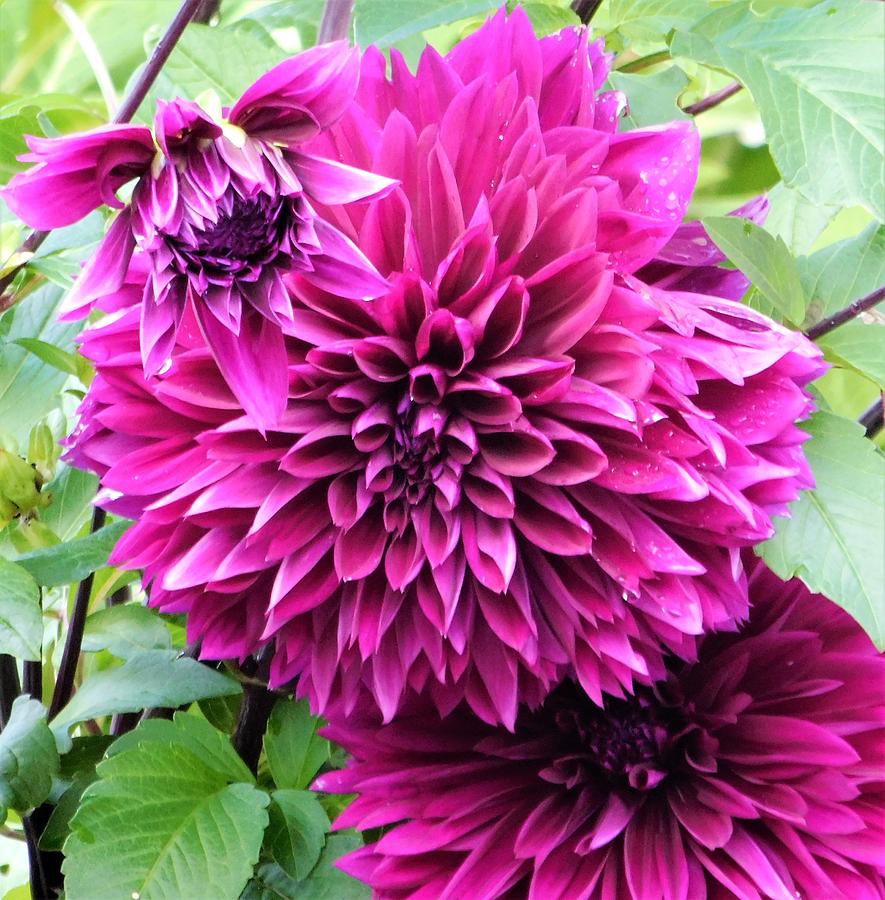 - Purple/Pink Dahlia - Photograph by THERESA Nye