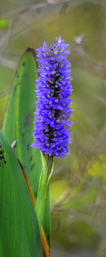 Purple poker flower Photograph by Gene Bollig