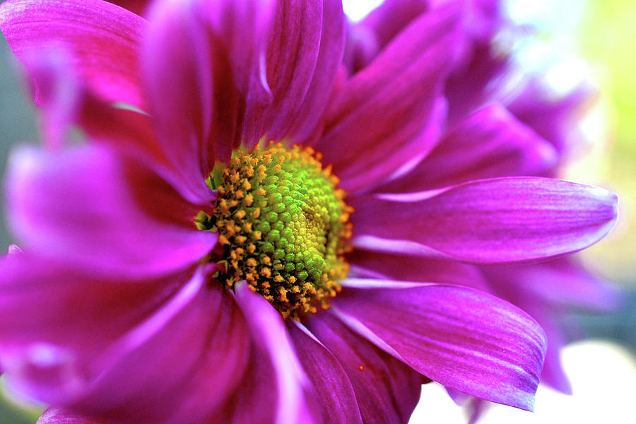 Purple Pom Daisy Photograph by Krista Russell