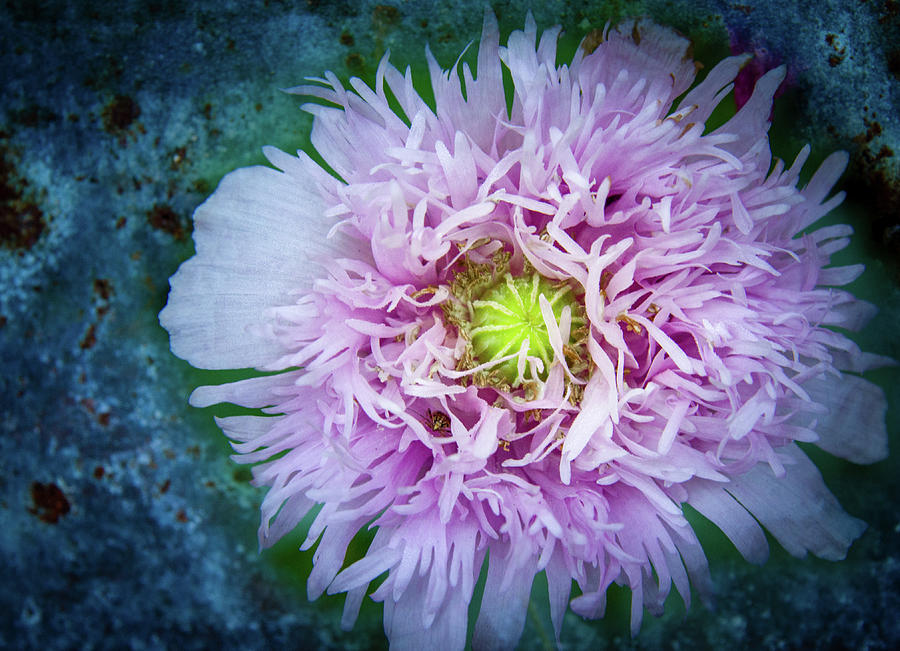 Purple Poppy Photograph by Jean Noren