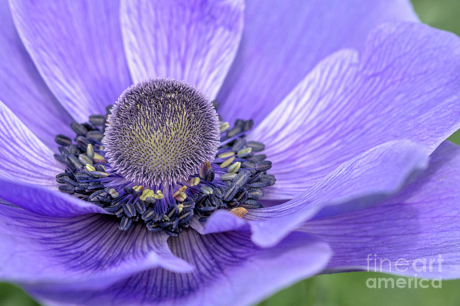 Purple Poppy  Photograph by Karen Leigh